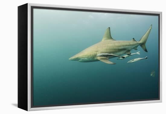 Oceanic Black-Tip Shark and Remora, KwaZulu-Natal, South Africa-Pete Oxford-Framed Premier Image Canvas