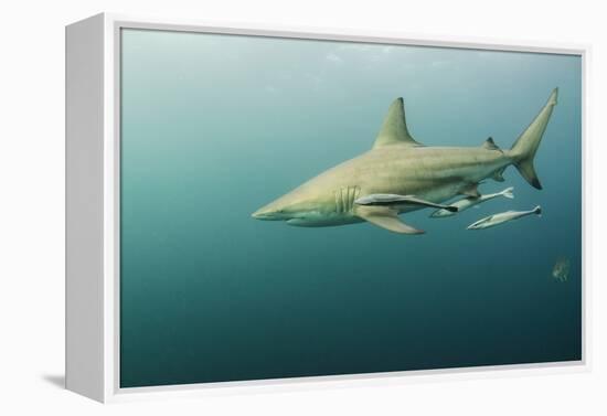 Oceanic Black-Tip Shark and Remora, KwaZulu-Natal, South Africa-Pete Oxford-Framed Premier Image Canvas