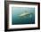 Oceanic Black-Tip Shark and Remora, KwaZulu-Natal, South Africa-Pete Oxford-Framed Photographic Print