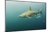 Oceanic Black-Tip Shark and Remora, KwaZulu-Natal, South Africa-Pete Oxford-Mounted Photographic Print