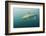 Oceanic Black-Tip Shark and Remora, KwaZulu-Natal, South Africa-Pete Oxford-Framed Photographic Print