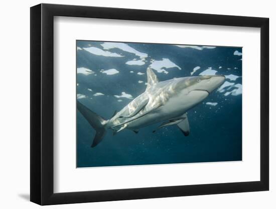 Oceanic Black-Tip Shark and Remora, KwaZulu-Natal, South Africa-Pete Oxford-Framed Photographic Print