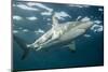 Oceanic Black-Tip Shark and Remora, KwaZulu-Natal, South Africa-Pete Oxford-Mounted Photographic Print