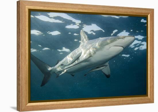 Oceanic Black-Tip Shark and Remora, KwaZulu-Natal, South Africa-Pete Oxford-Framed Premier Image Canvas