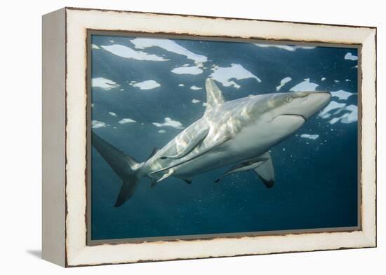 Oceanic Black-Tip Shark and Remora, KwaZulu-Natal, South Africa-Pete Oxford-Framed Premier Image Canvas