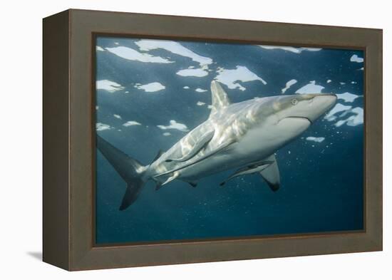 Oceanic Black-Tip Shark and Remora, KwaZulu-Natal, South Africa-Pete Oxford-Framed Premier Image Canvas