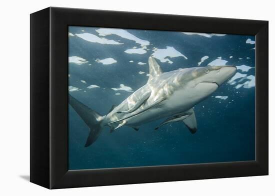 Oceanic Black-Tip Shark and Remora, KwaZulu-Natal, South Africa-Pete Oxford-Framed Premier Image Canvas