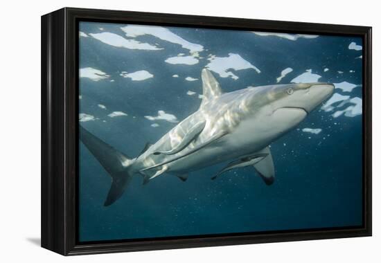 Oceanic Black-Tip Shark and Remora, KwaZulu-Natal, South Africa-Pete Oxford-Framed Premier Image Canvas