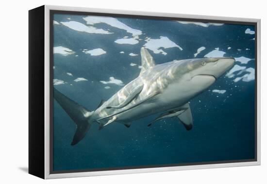 Oceanic Black-Tip Shark and Remora, KwaZulu-Natal, South Africa-Pete Oxford-Framed Premier Image Canvas