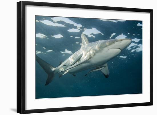 Oceanic Black-Tip Shark and Remora, KwaZulu-Natal, South Africa-Pete Oxford-Framed Photographic Print