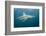 Oceanic Black-Tip Shark and Remora, KwaZulu-Natal, South Africa-Pete Oxford-Framed Photographic Print