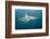 Oceanic Black-Tip Shark and Remora, KwaZulu-Natal, South Africa-Pete Oxford-Framed Photographic Print