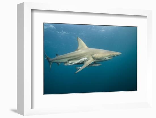 Oceanic Black-Tip Shark and Remora, KwaZulu-Natal, South Africa-Pete Oxford-Framed Photographic Print