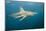 Oceanic Black-Tip Shark and Remora, KwaZulu-Natal, South Africa-Pete Oxford-Mounted Photographic Print