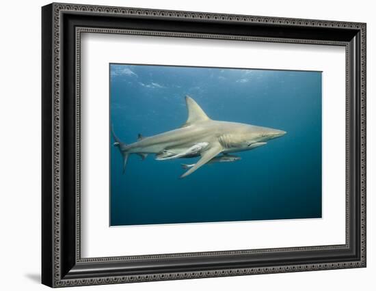 Oceanic Black-Tip Shark and Remora, KwaZulu-Natal, South Africa-Pete Oxford-Framed Photographic Print