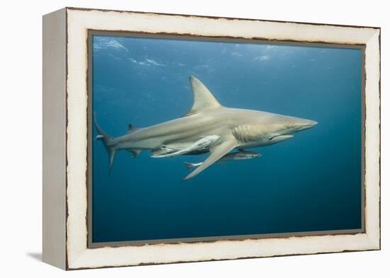 Oceanic Black-Tip Shark and Remora, KwaZulu-Natal, South Africa-Pete Oxford-Framed Premier Image Canvas