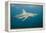 Oceanic Black-Tip Shark and Remora, KwaZulu-Natal, South Africa-Pete Oxford-Framed Premier Image Canvas