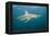 Oceanic Black-Tip Shark and Remora, KwaZulu-Natal, South Africa-Pete Oxford-Framed Premier Image Canvas