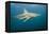 Oceanic Black-Tip Shark and Remora, KwaZulu-Natal, South Africa-Pete Oxford-Framed Premier Image Canvas