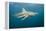 Oceanic Black-Tip Shark and Remora, KwaZulu-Natal, South Africa-Pete Oxford-Framed Premier Image Canvas