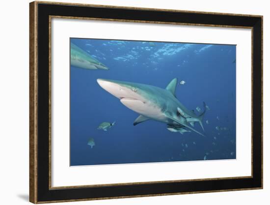 Oceanic Blacktip Shark with Remora in the Waters of Aliwal Shoal, South Africa-Stocktrek Images-Framed Photographic Print