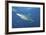 Oceanic Blacktip Shark with Remora in the Waters of Aliwal Shoal, South Africa-Stocktrek Images-Framed Photographic Print