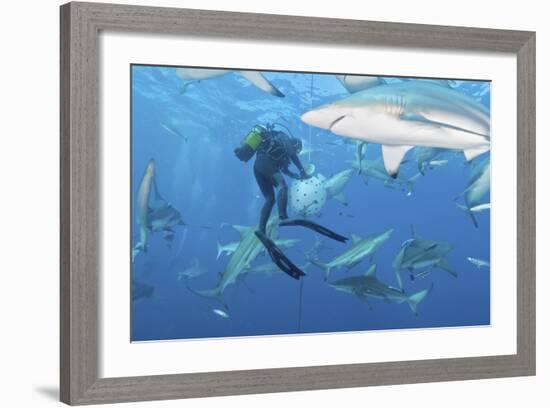 Oceanic Blacktip Sharks Waiting for Food from a Diver Near a Bait Ball-Stocktrek Images-Framed Photographic Print