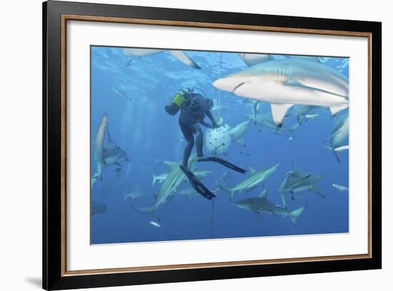 Oceanic Blacktip Sharks Waiting for Food from a Diver Near a Bait Ball-Stocktrek Images-Framed Photographic Print