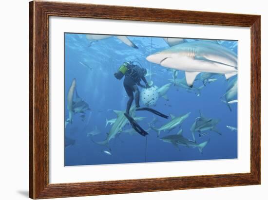 Oceanic Blacktip Sharks Waiting for Food from a Diver Near a Bait Ball-Stocktrek Images-Framed Photographic Print