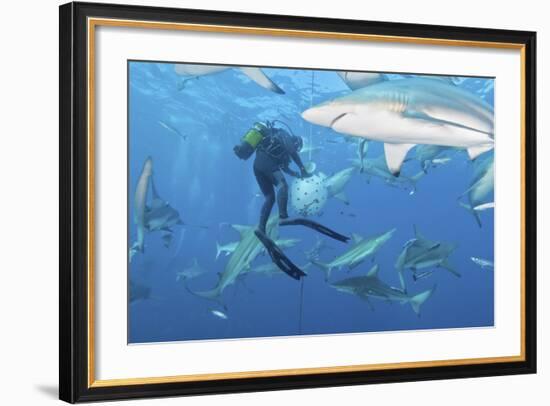 Oceanic Blacktip Sharks Waiting for Food from a Diver Near a Bait Ball-Stocktrek Images-Framed Photographic Print