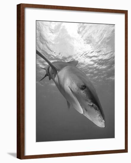 Oceanic Whitetip Shark, Cat Island, Bahamas-Stocktrek Images-Framed Photographic Print