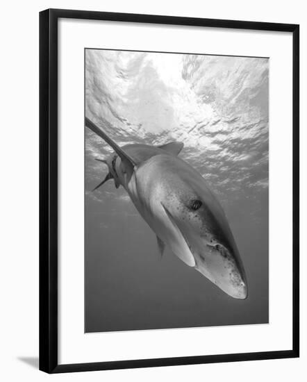 Oceanic Whitetip Shark, Cat Island, Bahamas-Stocktrek Images-Framed Photographic Print