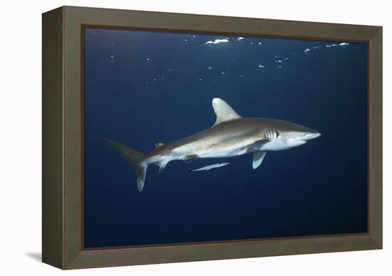 Oceanic Whitetip Shark-Alexander Semenov-Framed Premier Image Canvas