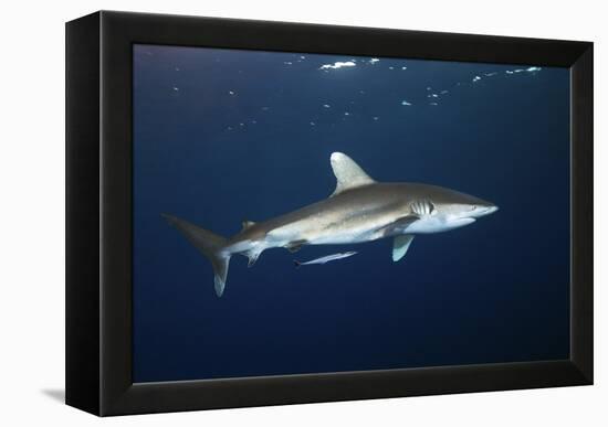 Oceanic Whitetip Shark-Alexander Semenov-Framed Premier Image Canvas