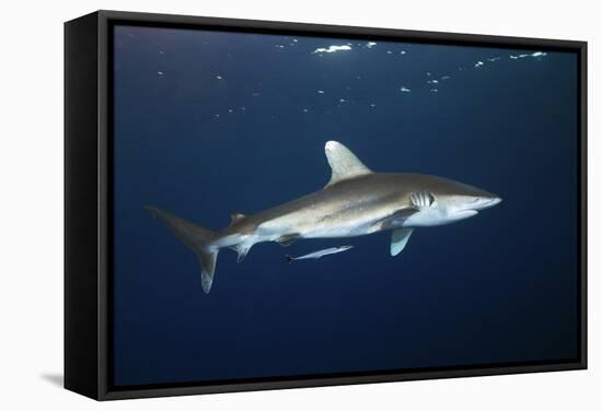 Oceanic Whitetip Shark-Alexander Semenov-Framed Premier Image Canvas