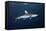 Oceanic Whitetip Shark-Alexander Semenov-Framed Premier Image Canvas