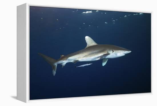 Oceanic Whitetip Shark-Alexander Semenov-Framed Premier Image Canvas