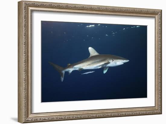 Oceanic Whitetip Shark-Alexander Semenov-Framed Photographic Print