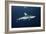 Oceanic Whitetip Shark-Alexander Semenov-Framed Photographic Print