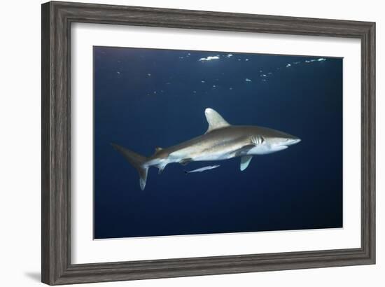 Oceanic Whitetip Shark-Alexander Semenov-Framed Photographic Print