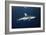 Oceanic Whitetip Shark-Alexander Semenov-Framed Photographic Print