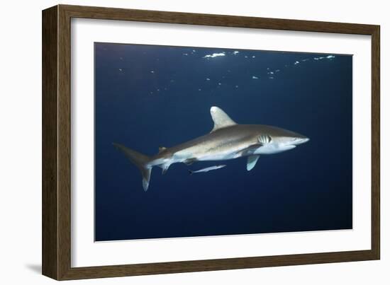 Oceanic Whitetip Shark-Alexander Semenov-Framed Photographic Print