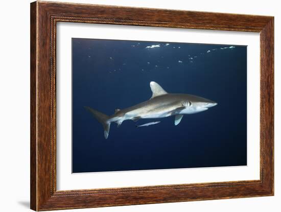 Oceanic Whitetip Shark-Alexander Semenov-Framed Photographic Print