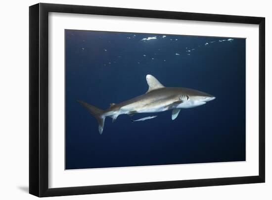 Oceanic Whitetip Shark-Alexander Semenov-Framed Photographic Print