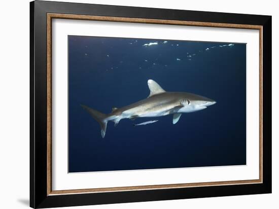 Oceanic Whitetip Shark-Alexander Semenov-Framed Photographic Print