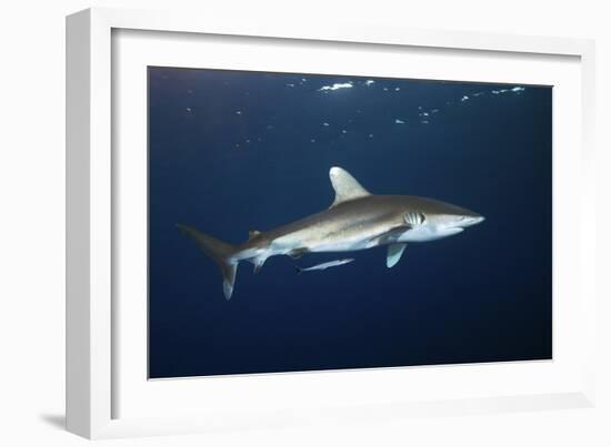 Oceanic Whitetip Shark-Alexander Semenov-Framed Photographic Print