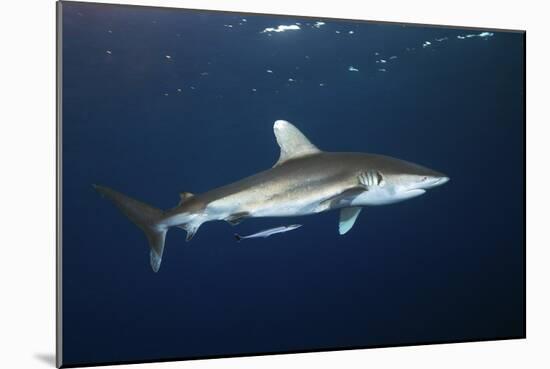 Oceanic Whitetip Shark-Alexander Semenov-Mounted Photographic Print