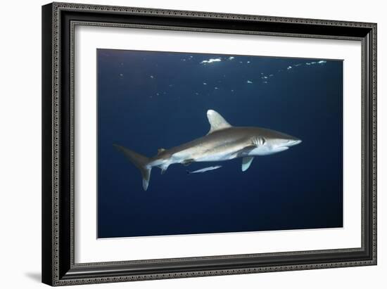 Oceanic Whitetip Shark-Alexander Semenov-Framed Photographic Print