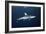 Oceanic Whitetip Shark-Alexander Semenov-Framed Photographic Print