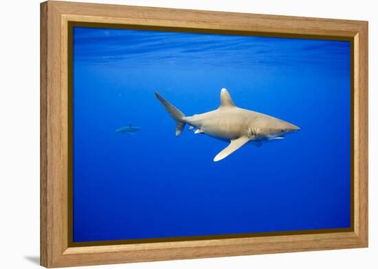 Oceanic Whitetip Sharks in Hawaii-Paul Souders-Framed Premier Image Canvas